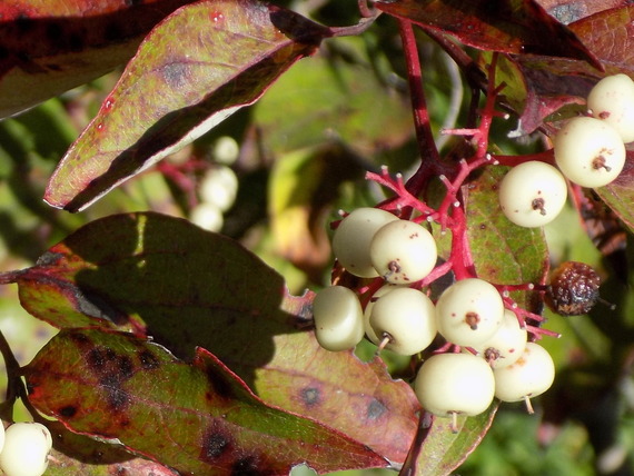 Gray dogwood berries.