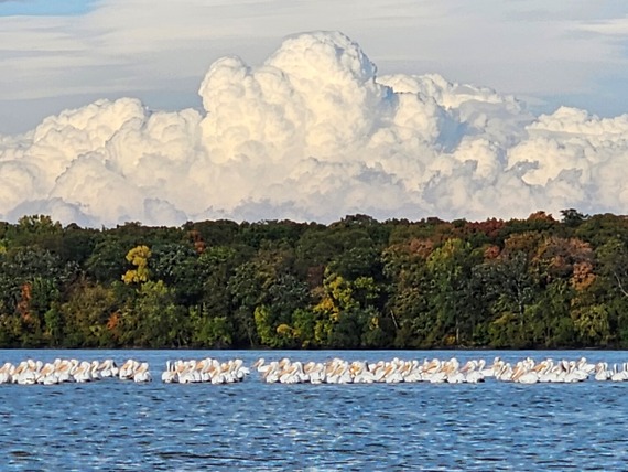 Pelicans on a lake.