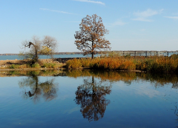 Two lone trees reflected on a quiet lake.