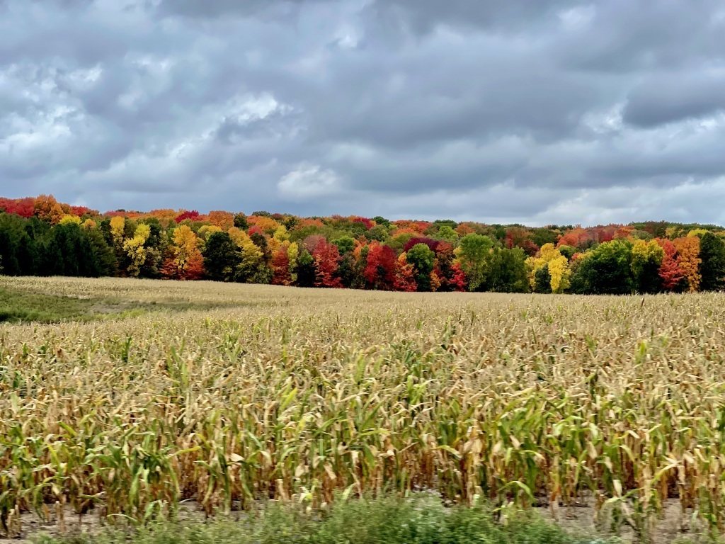 Forest in many fall colors seen from a distance.