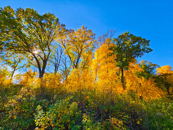 A mix of yellow and green trees against a bright blue sky.