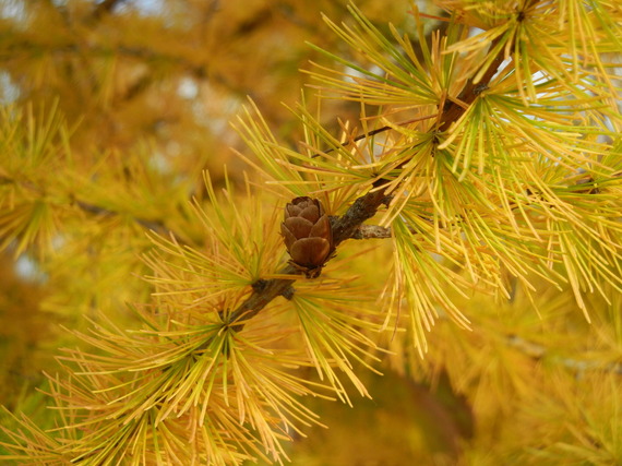 Close-up shot of a tamarack cone on the tree, against yellow needles.