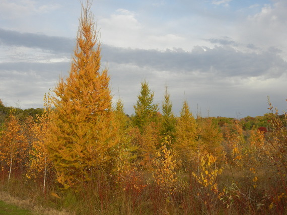 Tamarack forest.