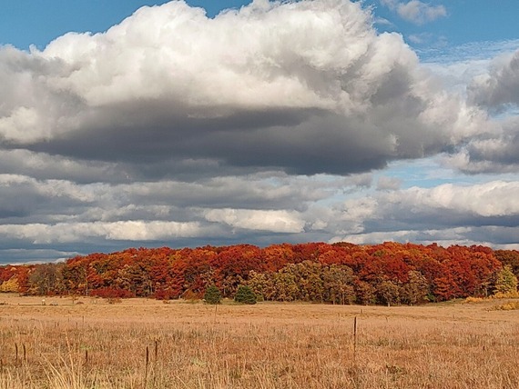 Group of red trees seen across the prairie.