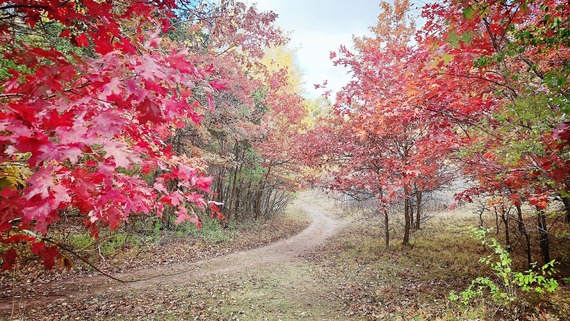 Trail flanked by red trees.