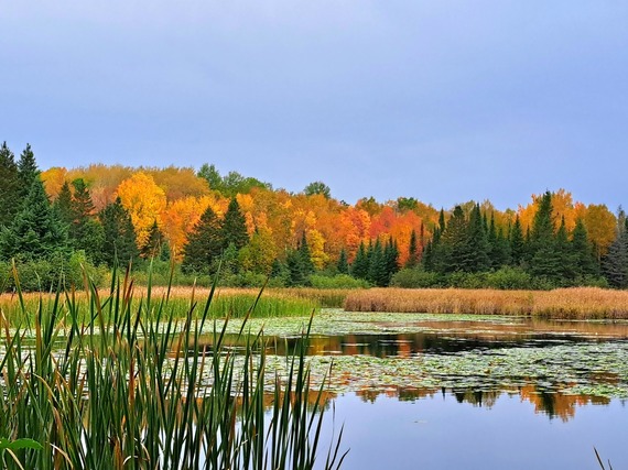 Mix of evergreens and deciduous trees in different shades of yellow and orange, seen from across the lake.