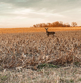 doe in a field standing