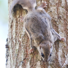 a southern flying squirrel