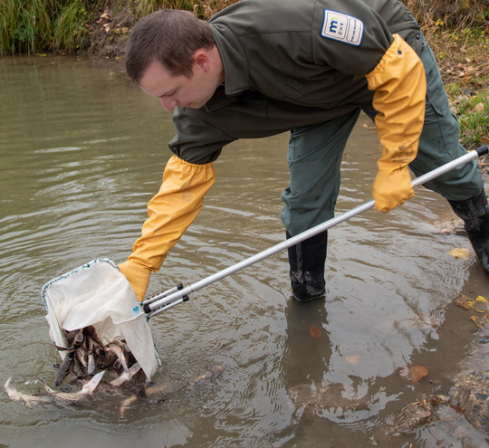 A man releases sturgeon fish into a river