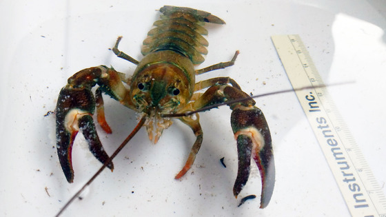 A signal crayfish