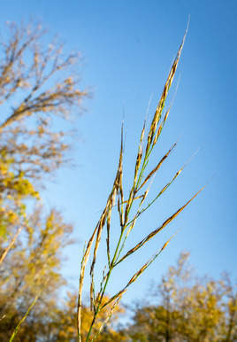 Wild rice growing at the outlet site, fall 2023. 