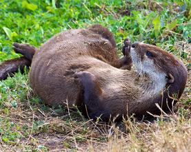 a river otter on its back