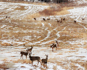 many deer in a snowy field