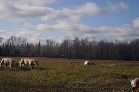 feral pigs caught on a trail camera photo