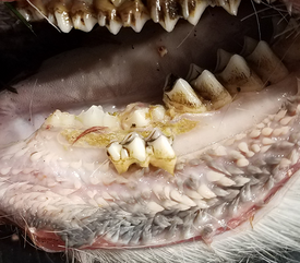 deer teeth up close