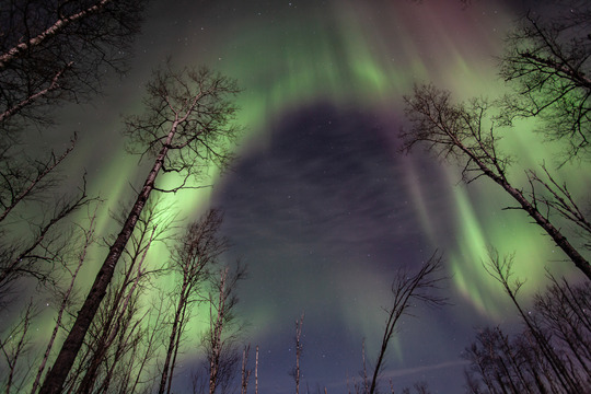 Green waves of an aurora hanging in the night sky above silhouettes of trees