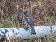 Ruffed grouse on birch log