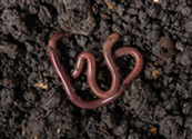 Worms on top of dirt