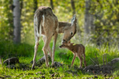 Mother and fawn deer in woods