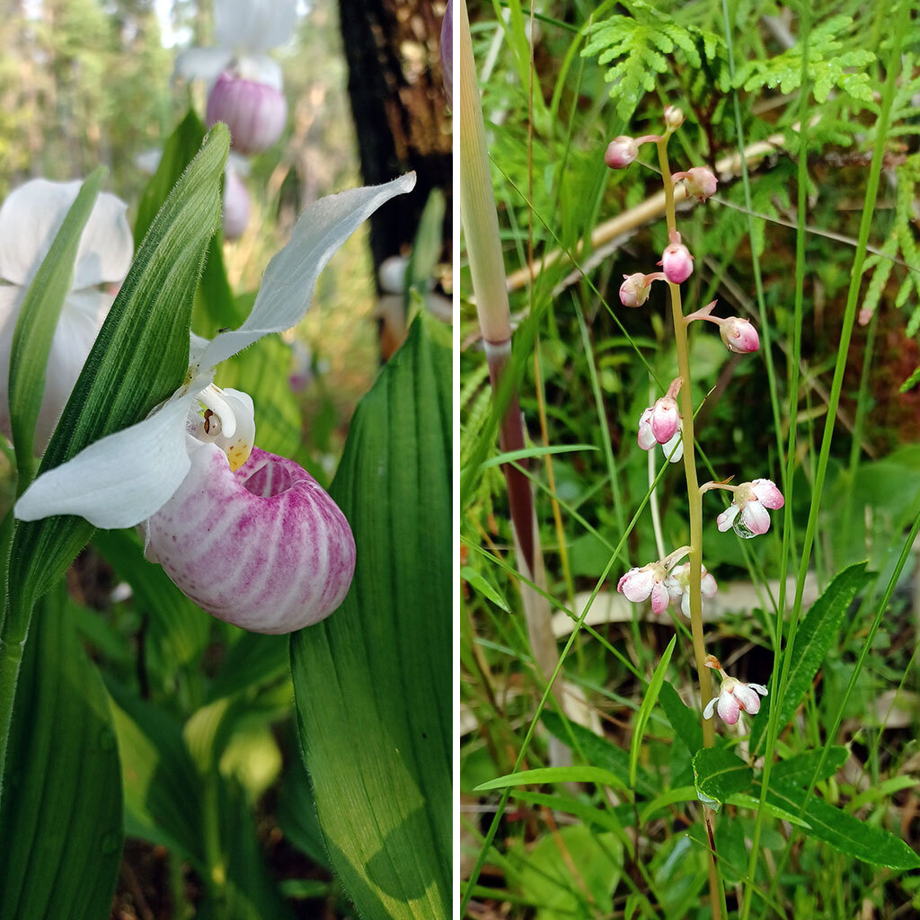 Showy lady's slipper and bog wintergreen