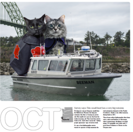 Large cat on USACOE boat