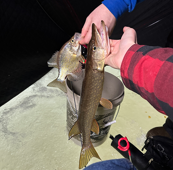 northern pike and sunfish held in an ice shelter after being caught