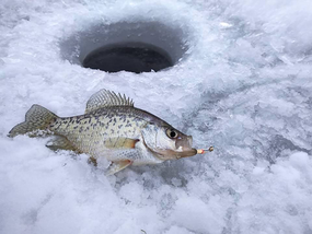 a crappie on the ice