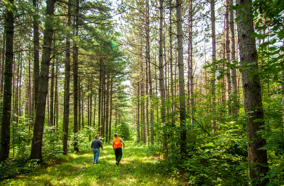 Two people walk together in a lush, green forest, their backs to the camera