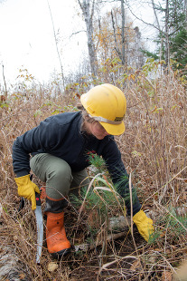 A female crew member clears brush around a newly planted white pine seedling at Split Rock Lighthouse State Park.