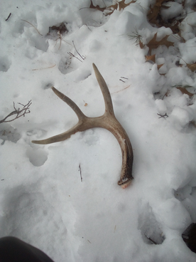 shed antler in the snow