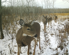 antlerless deer on a trail camera