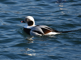 photo of a long-tailed duck 