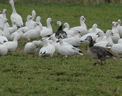 light geese with Ross' goose there