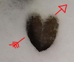 a deer track in the snow looking like a heart with a red arrow drawn on it