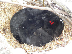 bear den with mother bear and cubs hibernating