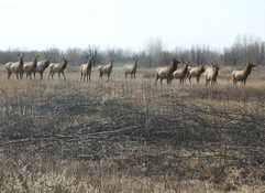 cow elk standing in a line