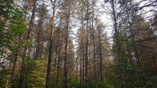 Spruce budworm damaged trees