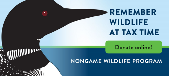 Colorful graphic of a loon with the text "Remember wildlife at tax time, donate today!"