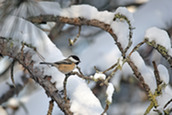 black capped chickadee perched on a snowy branch