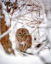 a barred owl in the snow