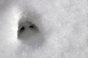 a deer track in the snow