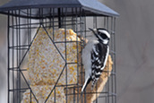 downy woodpecker at a feeder