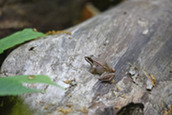 wood frog on a tree trunk