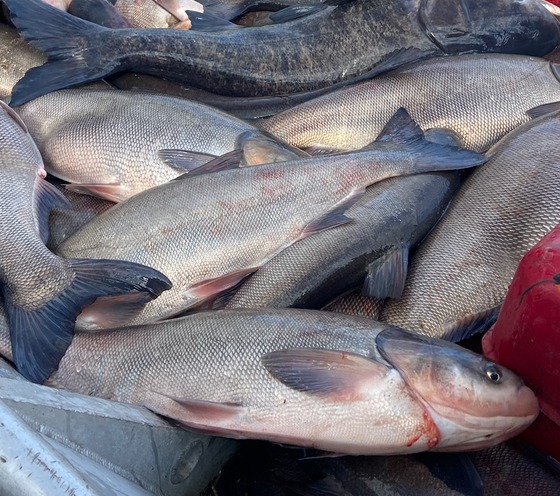 A pile of invasive carp