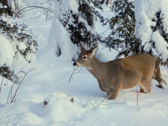 White-tailed doe in deep snow