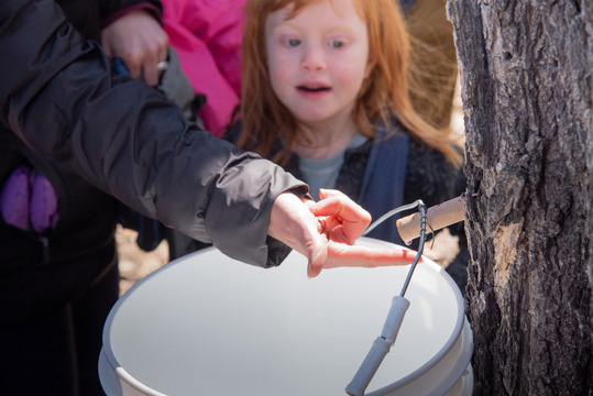 A girl with wide eyes watches sap drip from a maple tree