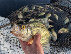 crappie held near a net with other crappies