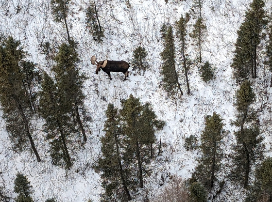 An aerial photo of a moose in a snowy forest