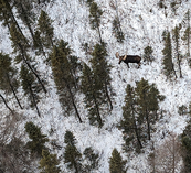 bull moose seen from aircraft