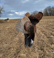 youth turkey hunter with turkey over shoulder in a farm field